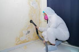 Best Emergency Mold Remediation  in Little Chute, WI